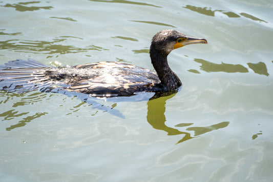 Fotografie de natura sau animale/ Pret pe ora
