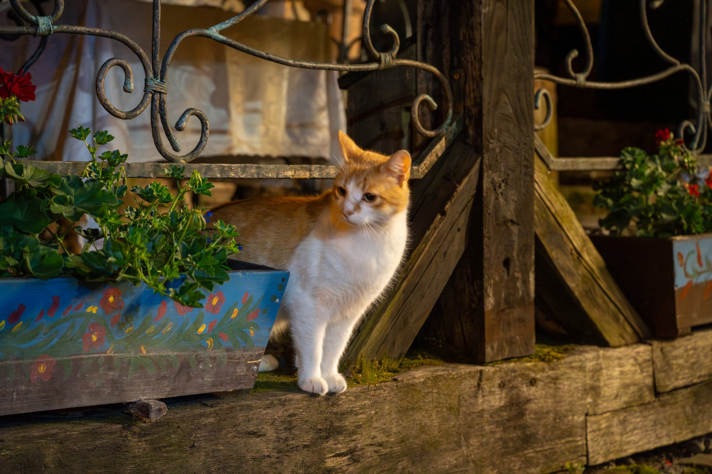 Fotografie de natura sau animale/ Pret pe ora